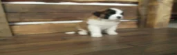 Saint Bernard dogs for sale: LACY - Ad 2