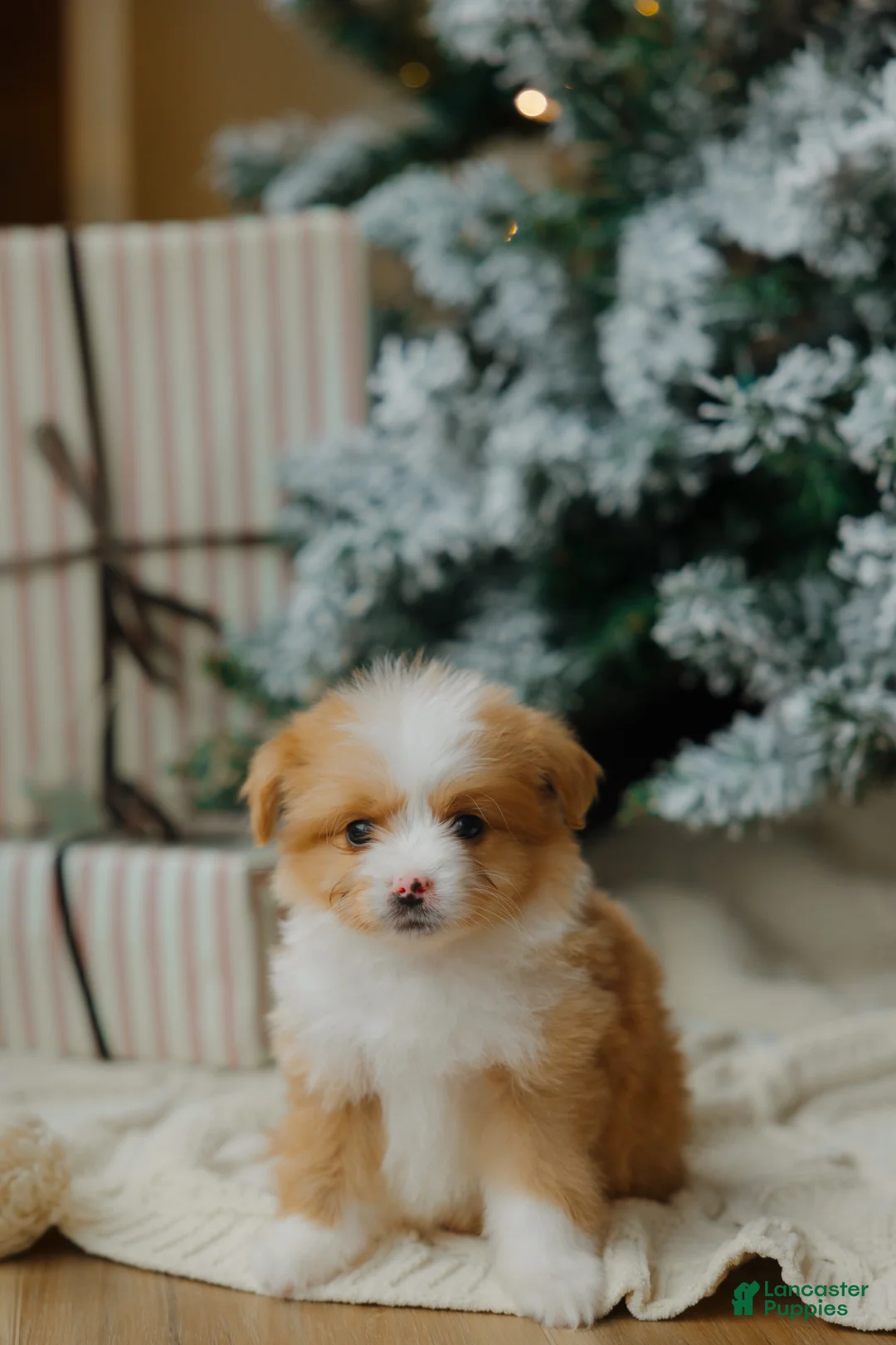 Mixed Breed dogs for sale: Honey Bear  - Ad 5