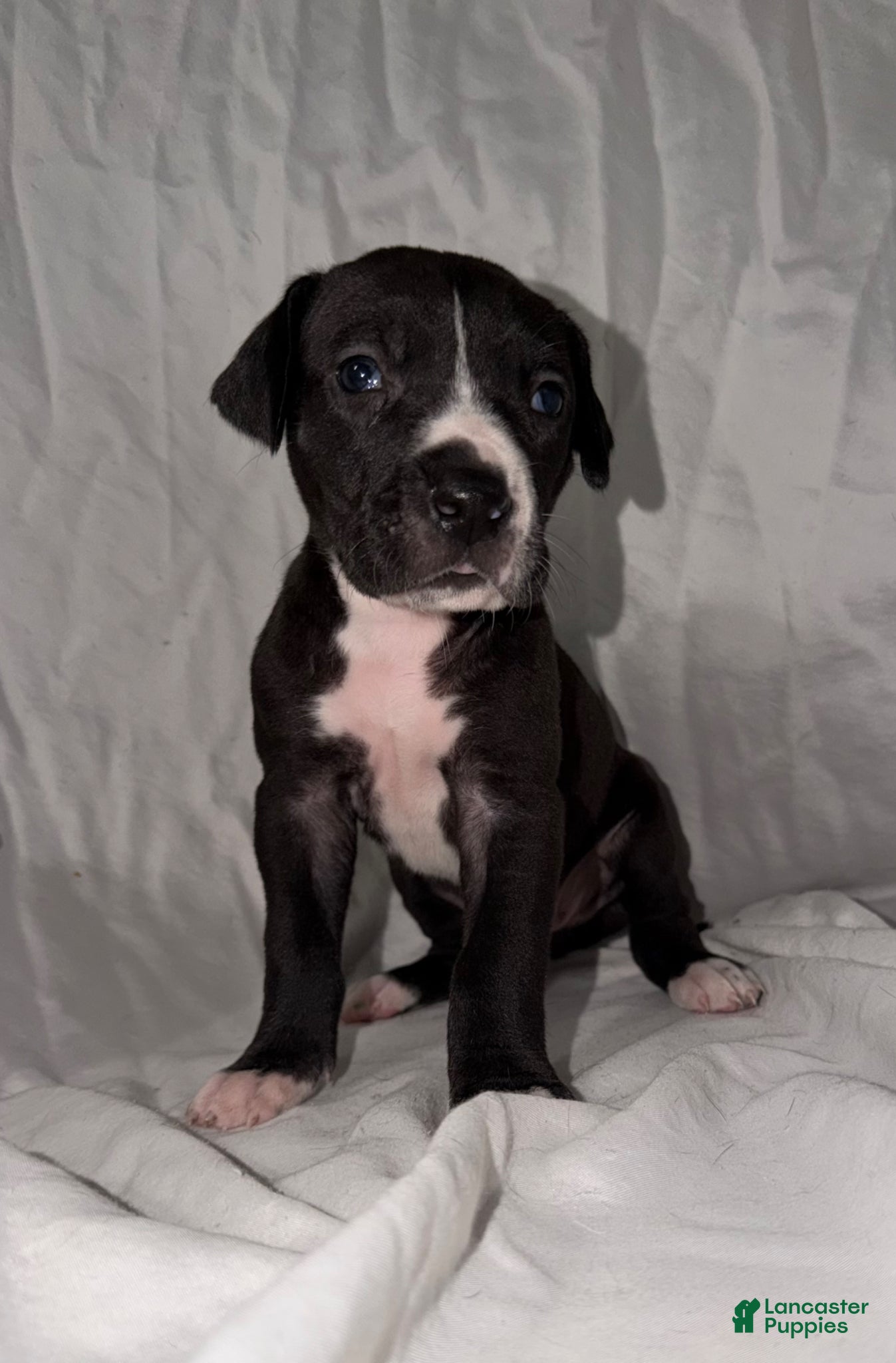 Great Dane dogs Great Dane Puppy 1 - Ad 3