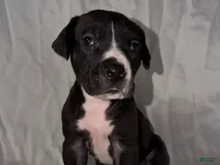 Great Dane dogs Great Dane Puppy 1 - Ad 4