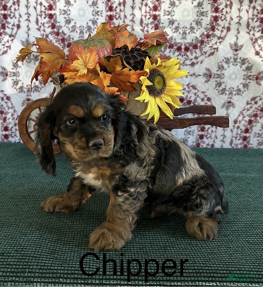 Cocker Spaniel dogs for sale: Chipper - Ad 2