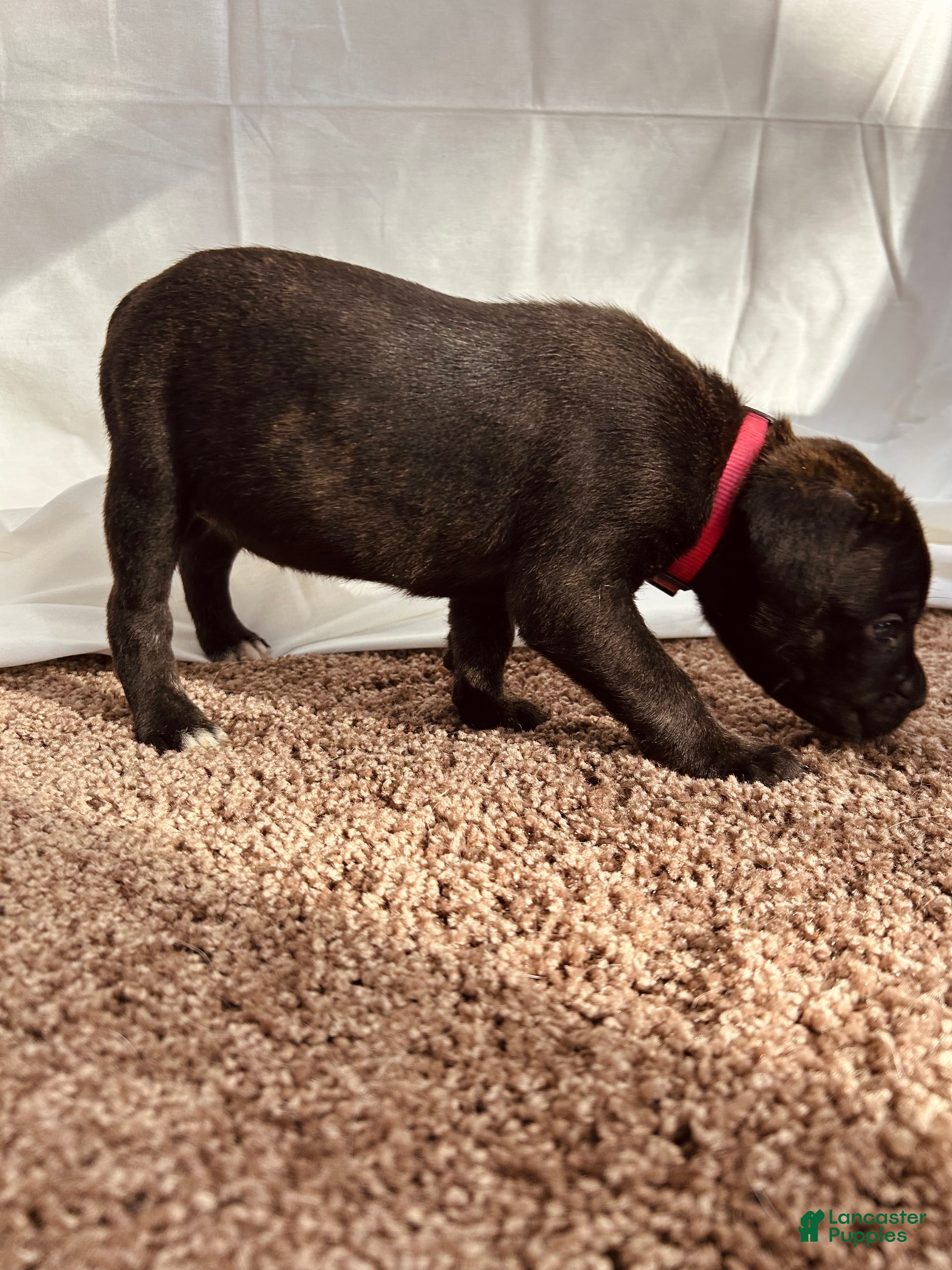 Cane Corso dogs Artemis - Ad 19