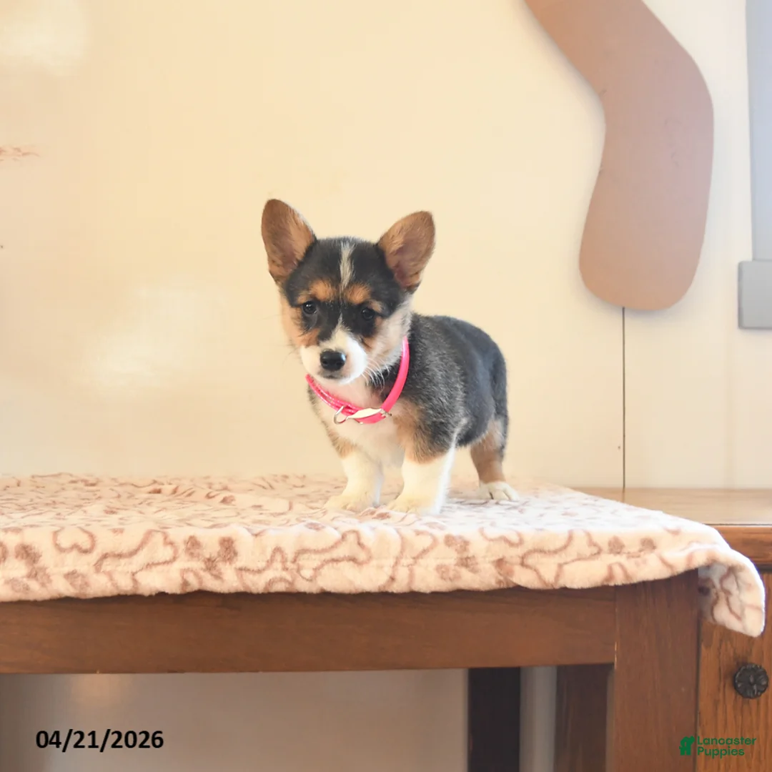 Welsh Corgi Pembroke dogs for sale: Bailey - Ad 5