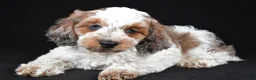 Cockapoo dogs for sale: Finley - Ad 5
