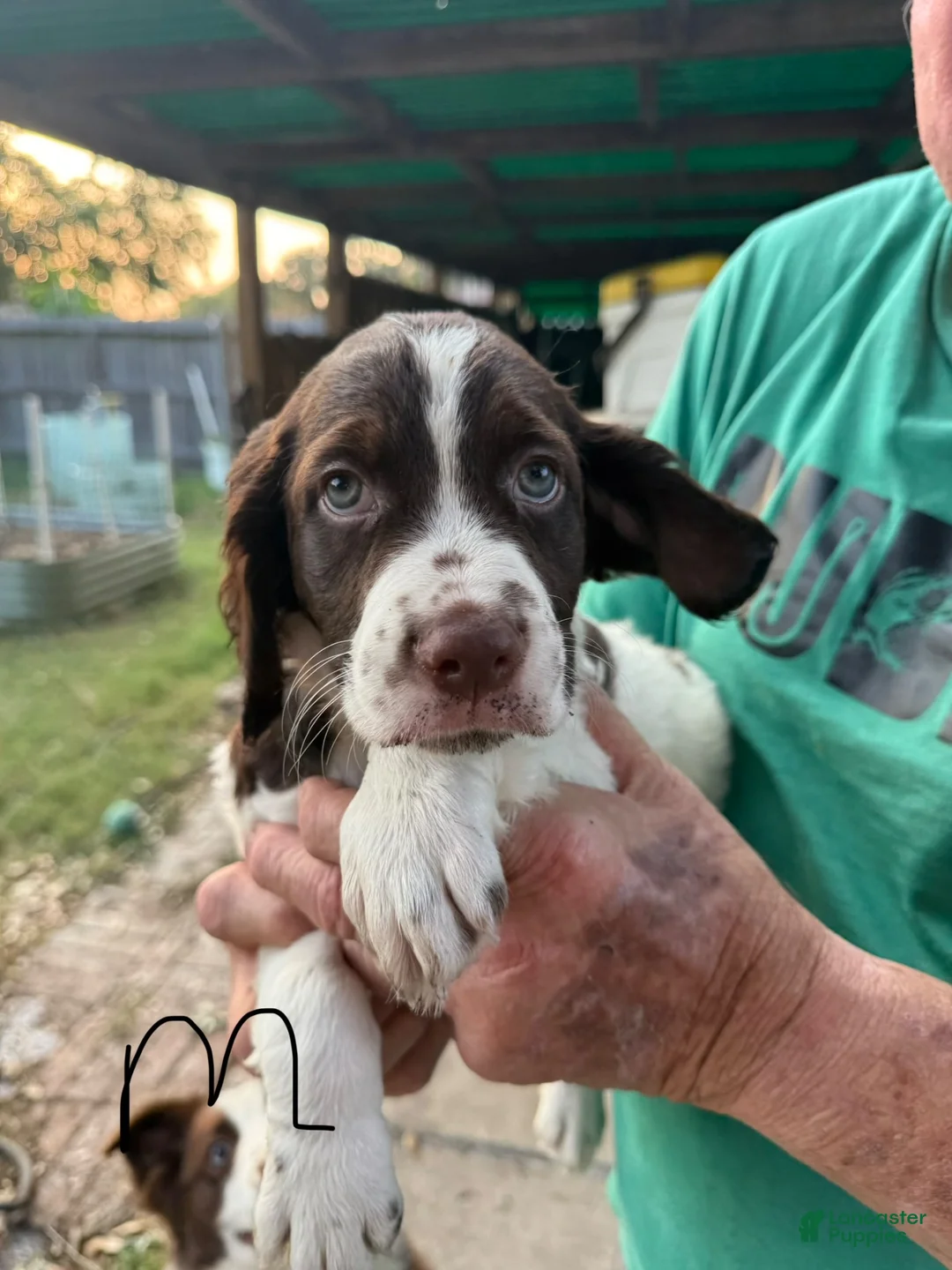 Brittany Spaniel dogs for sale: Jellybean - Ad 9