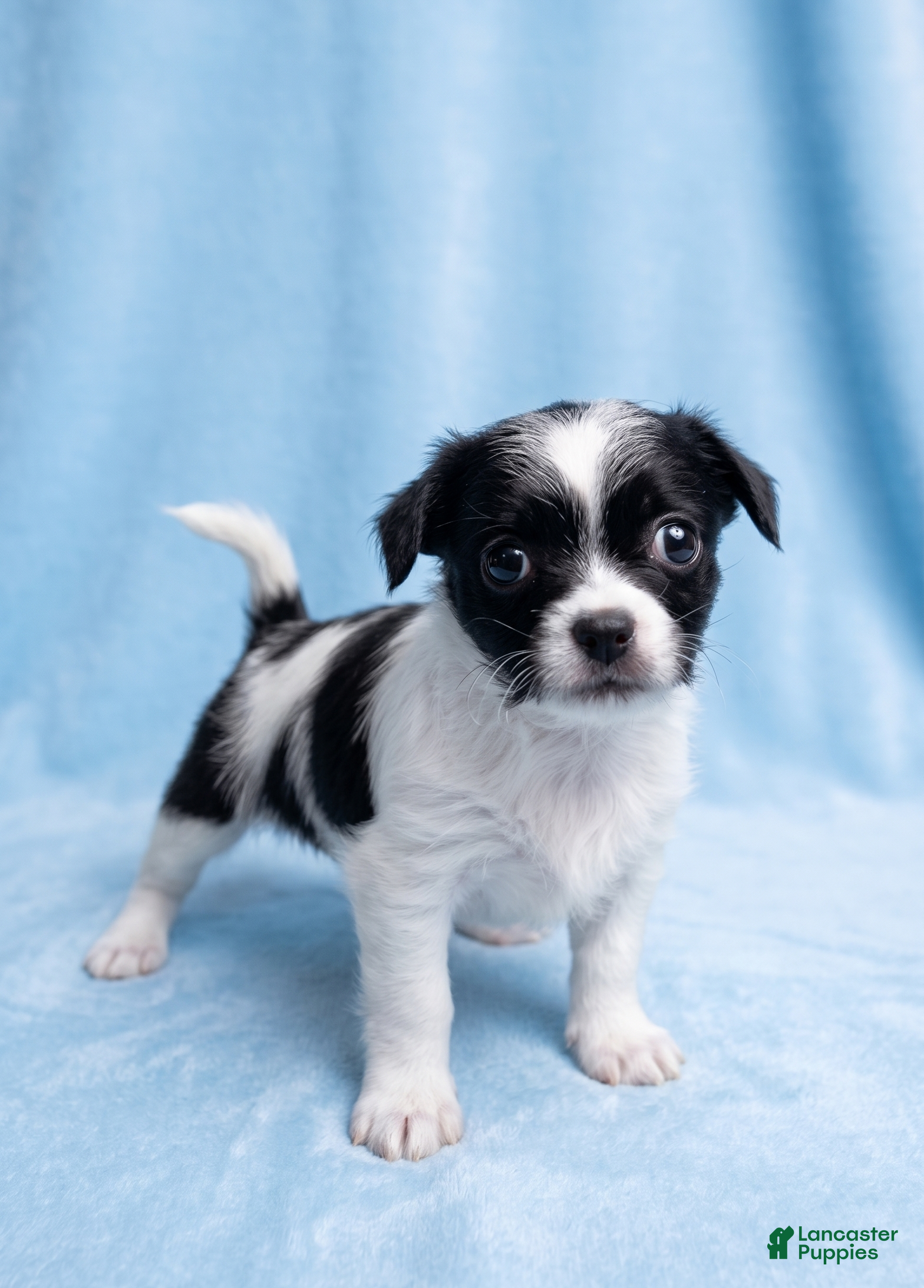 Mixed Breed dogs Gus - Ad 2