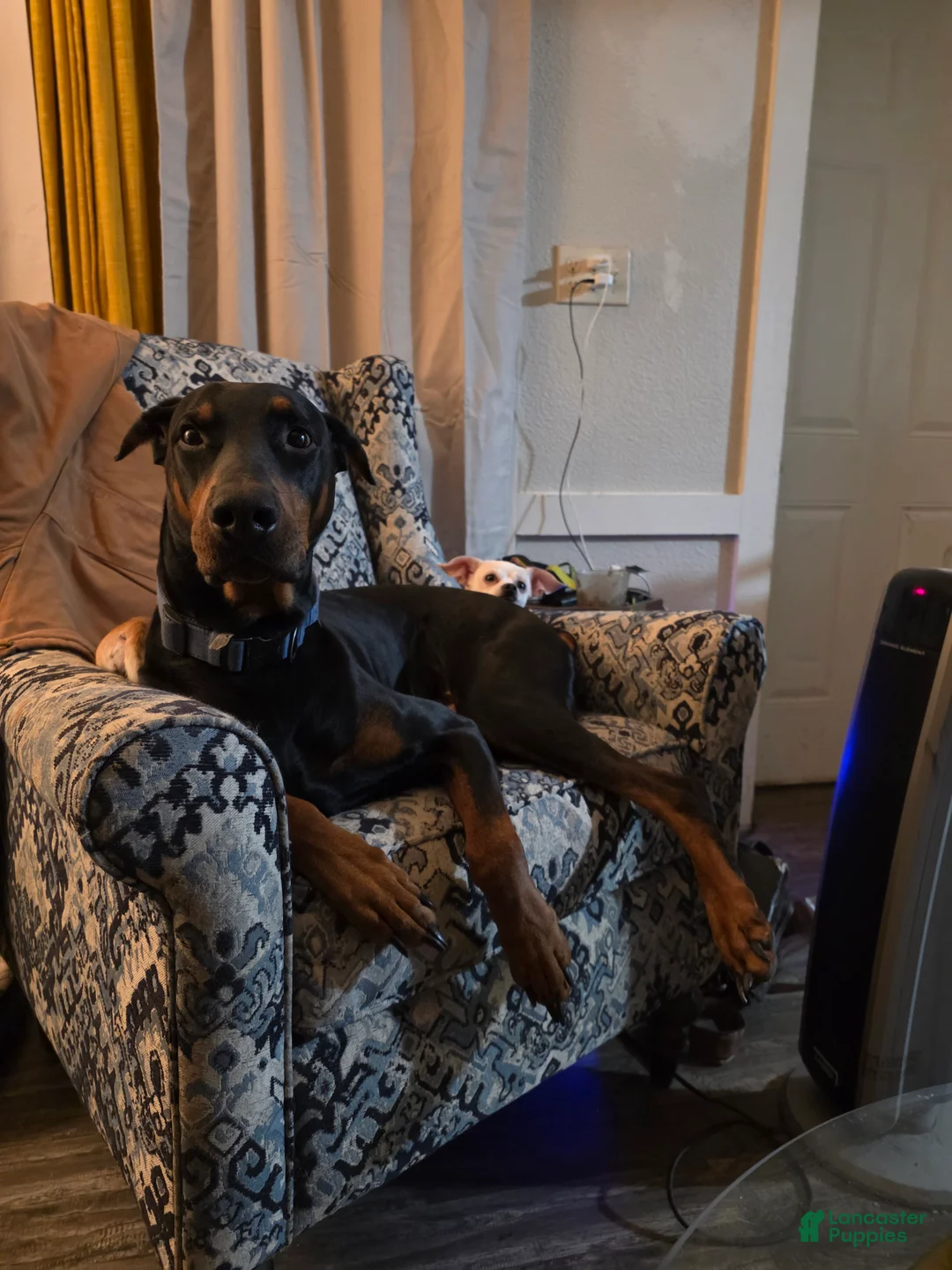 Doberman Pinscher dogs for sale: Doberman Pinscher Puppy 8 - Ad 1