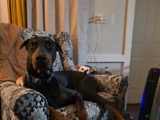 Doberman Pinscher dogs Doberman Pinscher Puppy 8 - Ad 26