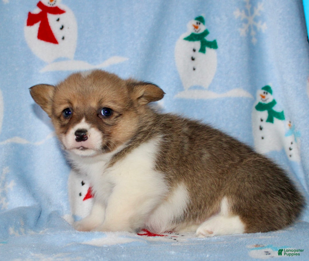 Welsh Corgi Pembroke dogs for sale: Molly - Ad 6
