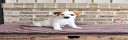 Jack Russell Terrier dogs for sale: Skipper - Ad 1