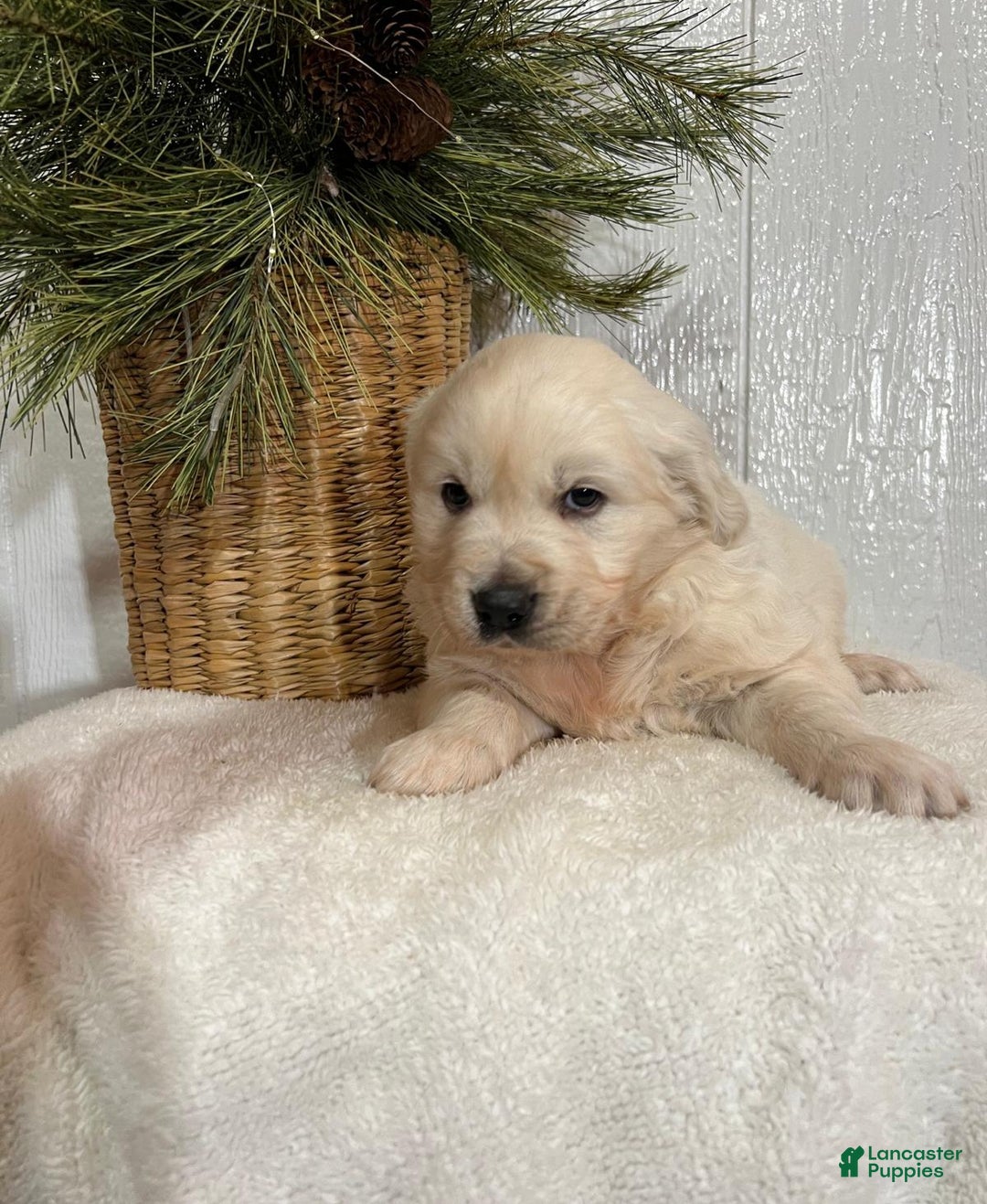 Golden Retriever dogs for sale: Rosie - Ad 13