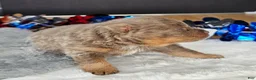 Pomeranian dogs for sale: Pepper's The Way You Make Me Feel - "Waylon" - Ad 25