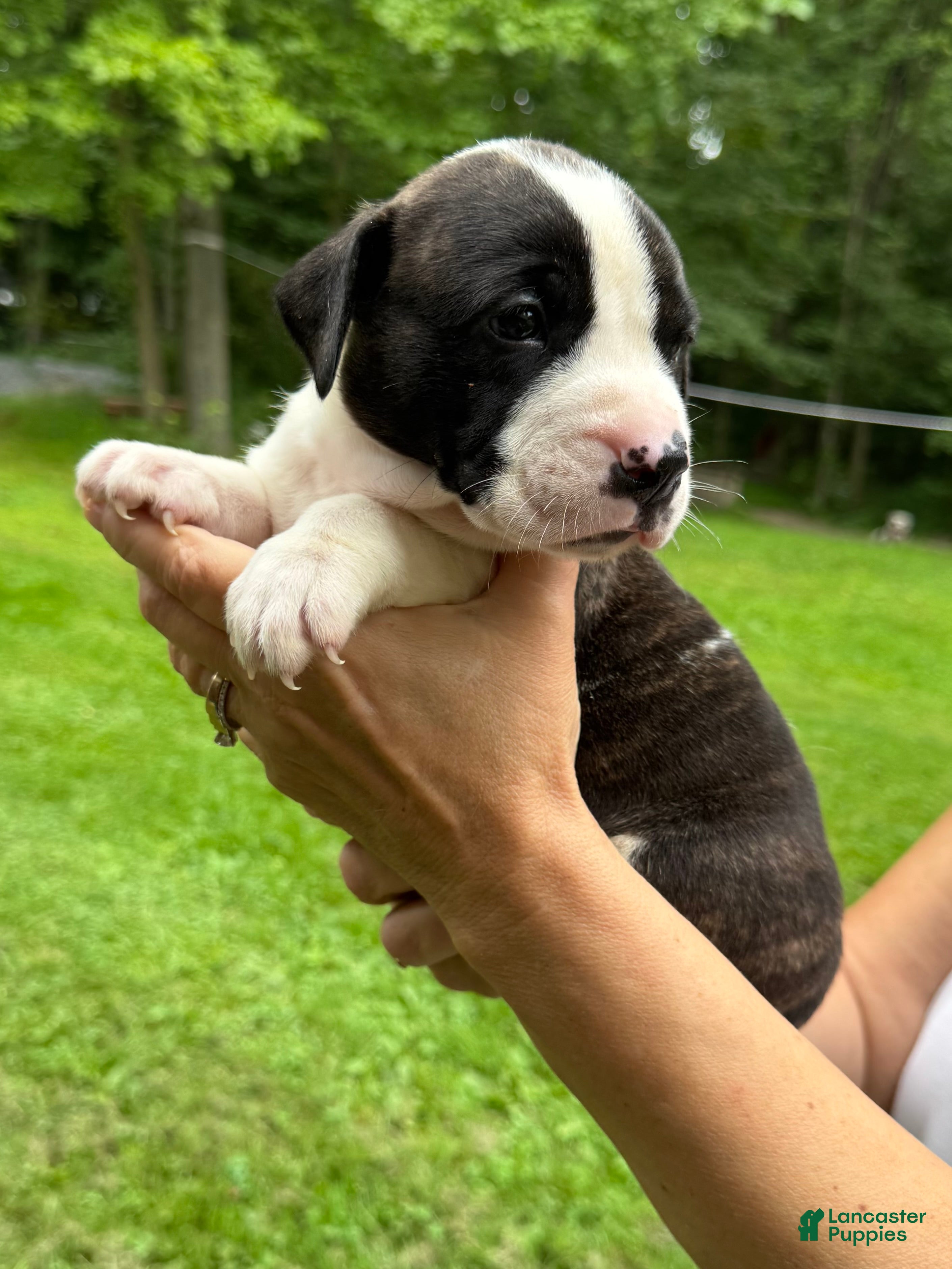 American Bulldog dogs Male 3 - Ad 2