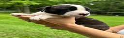 American Bulldog dogs for sale: Male 3 - Ad 2