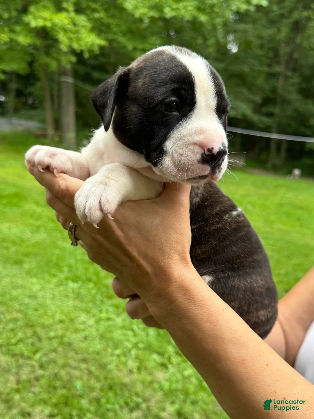 American Bulldog dogs for sale: Male 3 - Ad 2