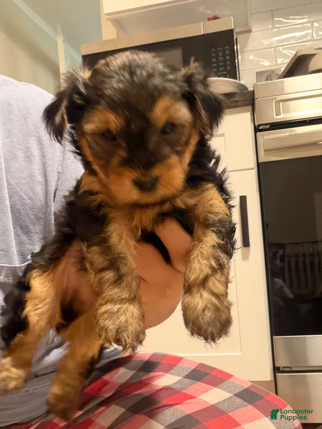 Yorkiepoo dogs for sale: Yorkiepoo Puppy 3 - Ad 2