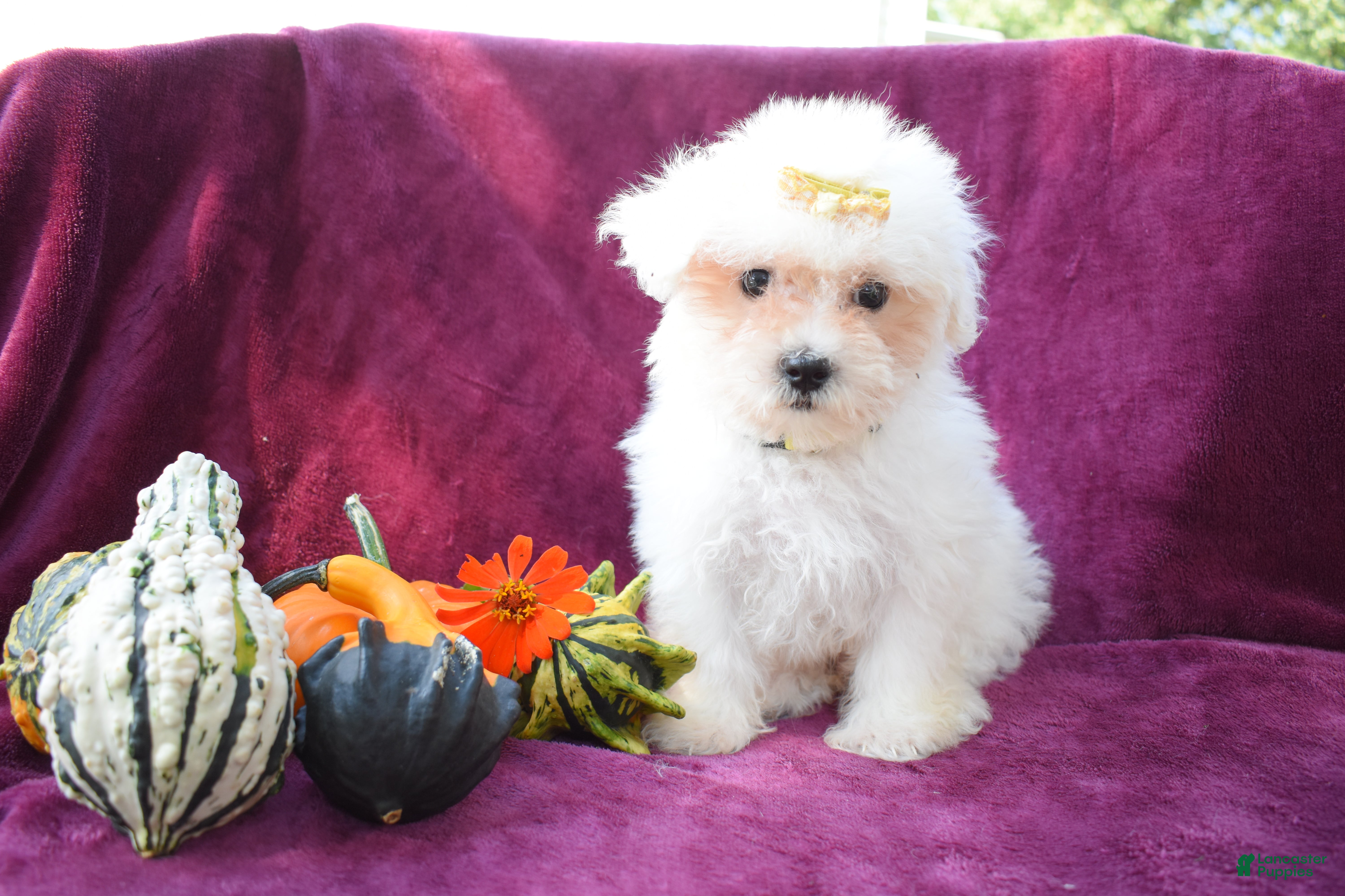 Maltese dogs Max - Ad 1