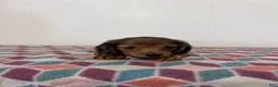 Miniature Dachshund dogs for sale: Monty - Ad 4