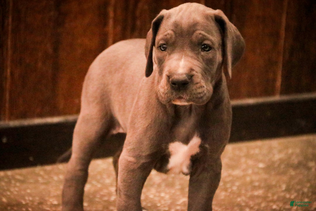 Great Dane dogs for sale: Clarabel - Ad 3