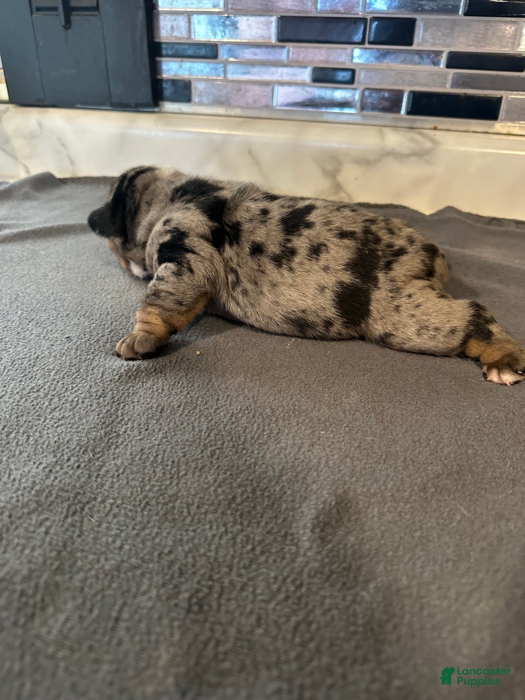 English Bulldog dogs for sale: Black Merle Boy  - Ad 1