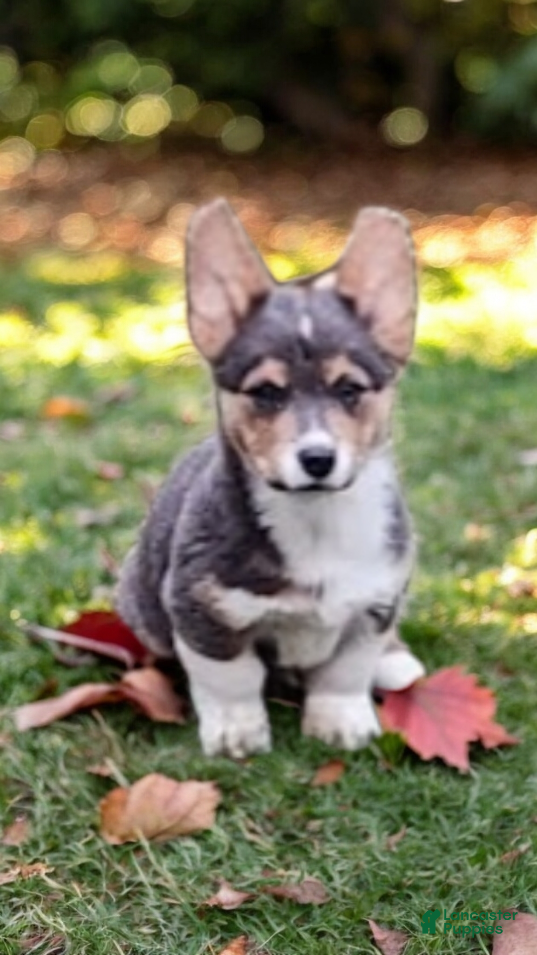 Welsh Corgi Pembroke dogs for sale: Abel Bluie - Ad 15