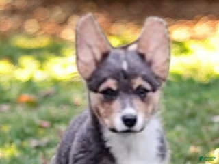 Welsh Corgi Pembroke dogs Abel Bluie - Ad 24