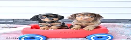 Miniature Dachshund dogs for sale: Hansel - Ad 5