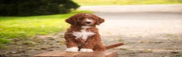 Cavapoo dogs for sale: Rory Cavapoo  - Ad 3