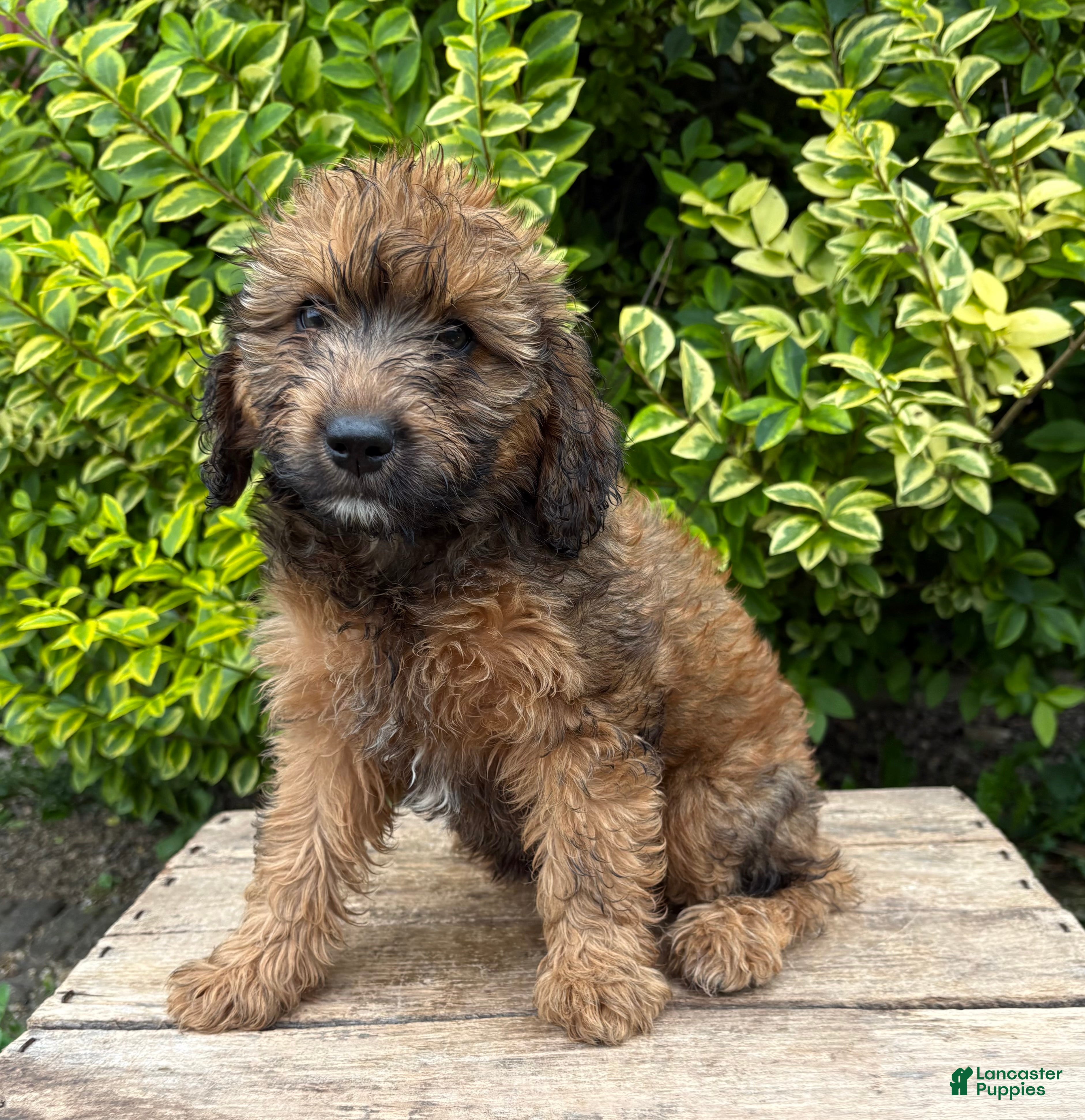 Whoodle dogs Molly - Ad 2