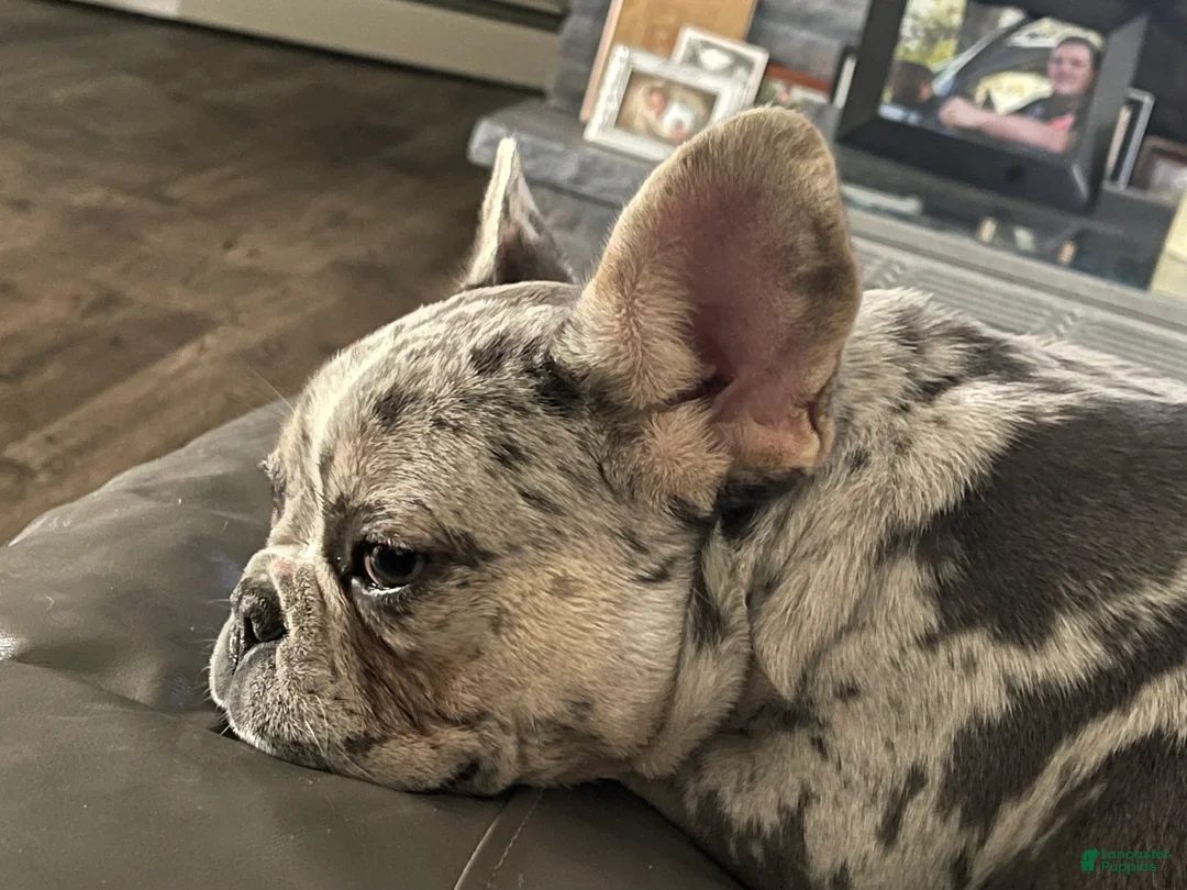 French Bulldog dogs for sale: French Bulldog adult female in heat - Ad 1