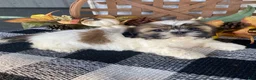 Shih Tzu dogs for sale: Sophie - Ad 9