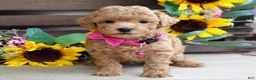 Mixed Breed dogs for sale: Patty - Ad 5