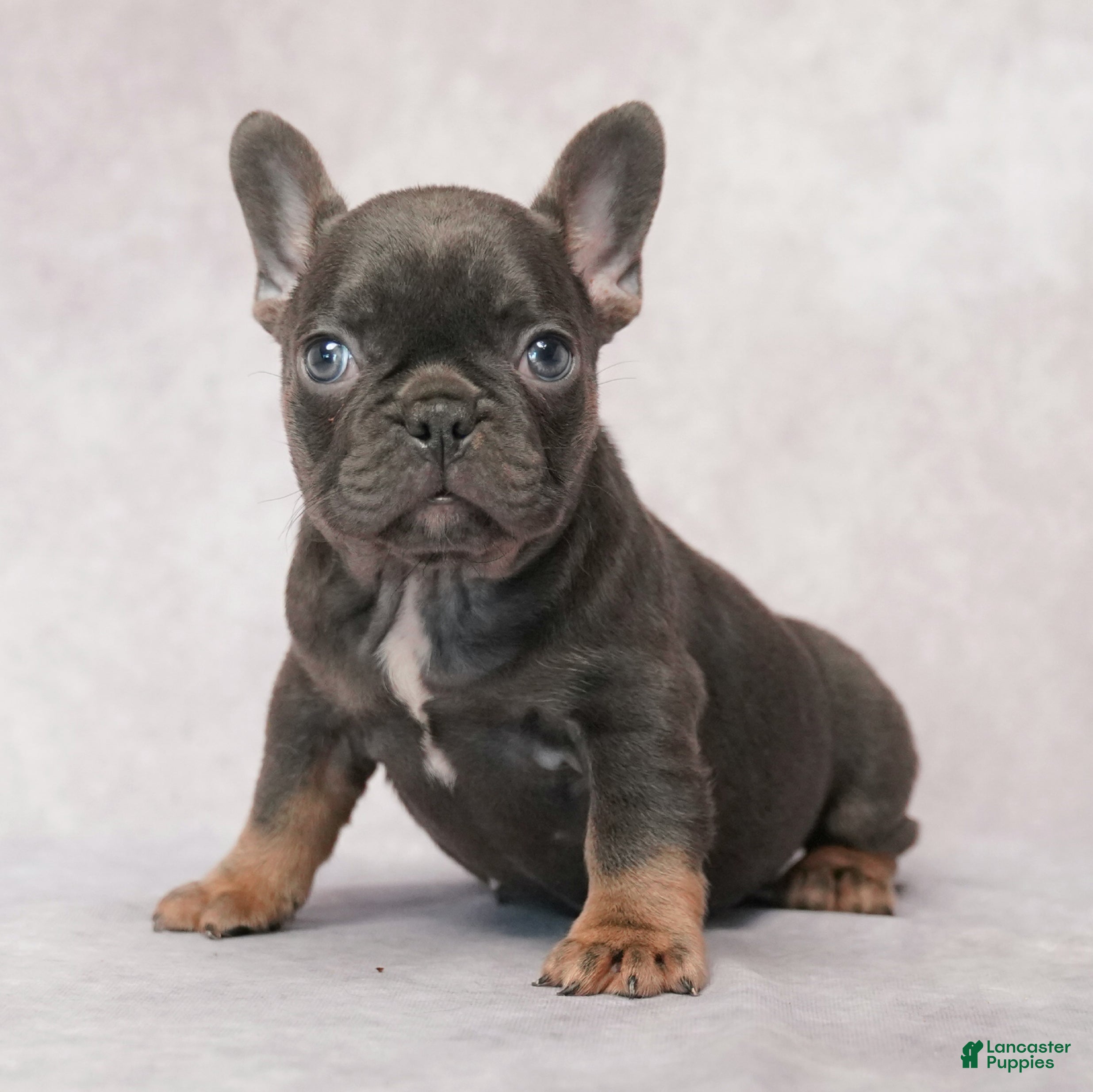 French Bulldog dogs for sale: Misty - Ad 4
