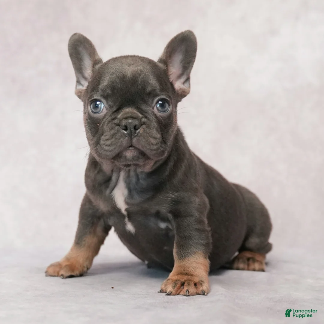 French Bulldog dogs for sale: Misty - Ad 1