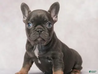 French Bulldog dogs for sale: Misty - Ad 4