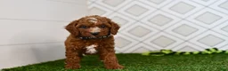 Cavapoo dogs for sale: Knox  - Ad 6