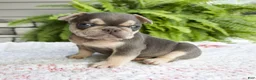 French Bulldog dogs for sale: Rocky - Ad 6