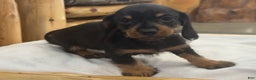 Miniature Dachshund dogs for sale: Poppy - Ad 6