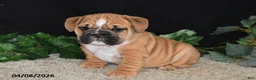 English Bulldog dogs for sale: Tator - Ad 3