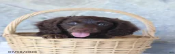 Miniature Dachshund dogs for sale: Tommy - Ad 5
