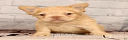 French Bulldog dogs for sale: Rolo - Ad 6
