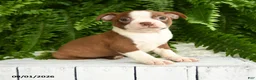 Boston Terrier dogs for sale: Thor - Ad 3