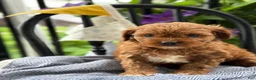 Cavapoo dogs for sale: Jase - Ad 12