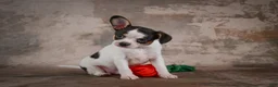 Chihuahua dogs for sale: Earl - Ad 9