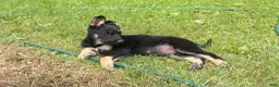 German Shepherd dogs for sale: German Shepherd Puppy 2 - Ad 2