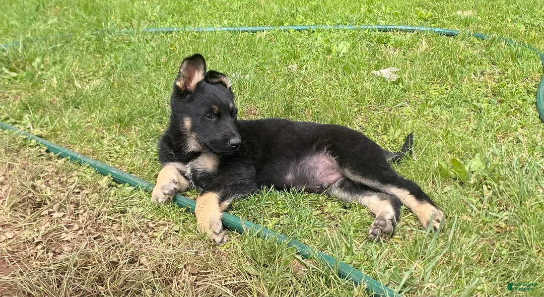 German Shepherd dogs for sale: German Shepherd Puppy 2 - Ad 2