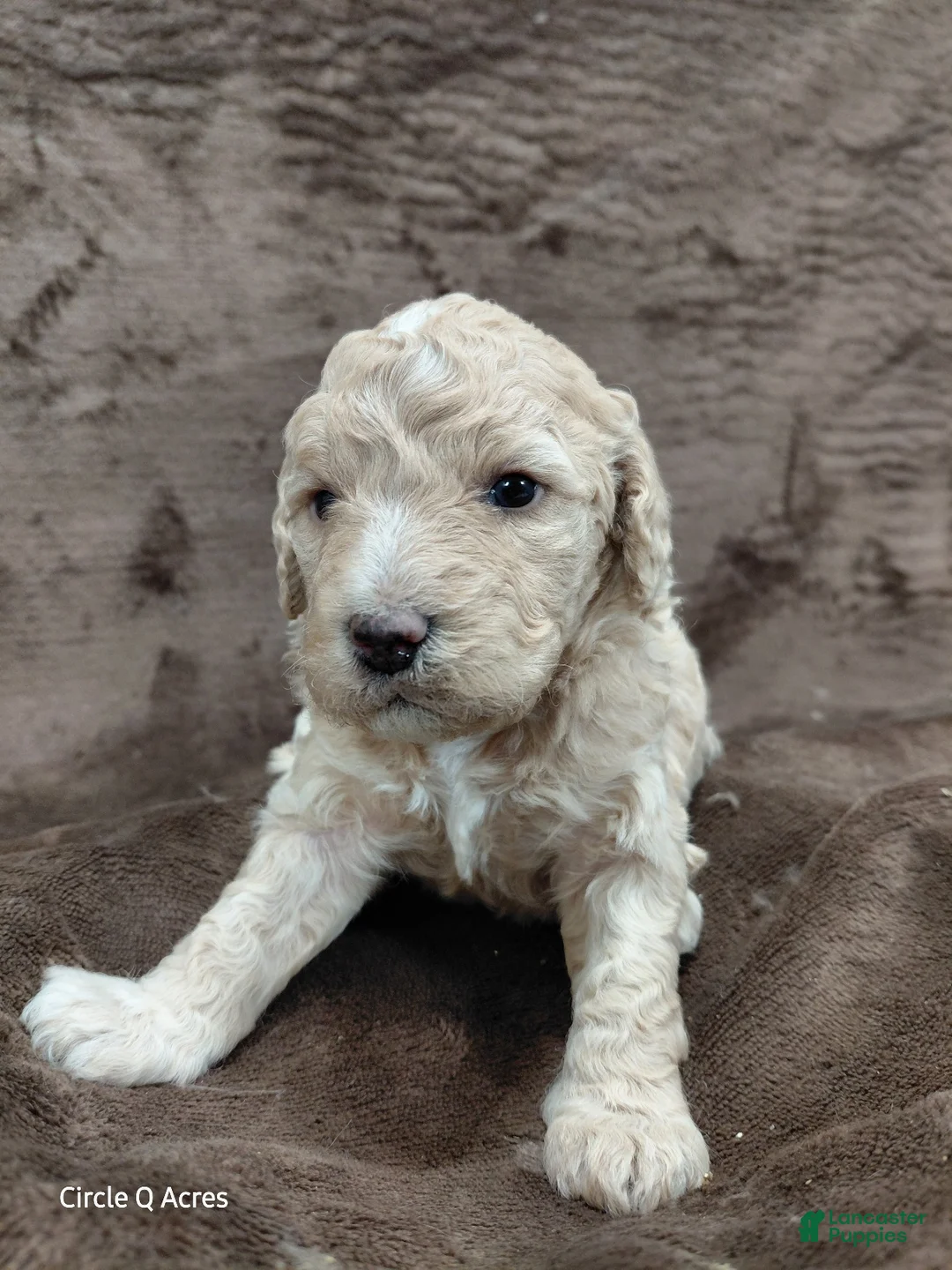 Mini Goldendoodle dogs for sale: Diva - Ad 1