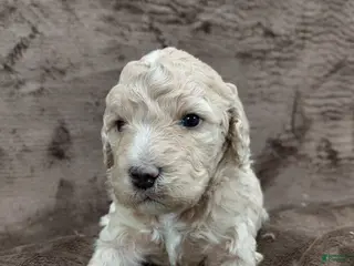 Mini Goldendoodle dogs Diva - Ad 22