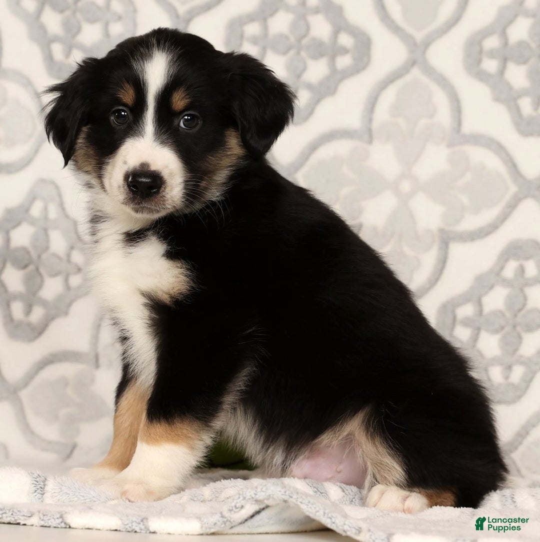Miniature Australian Shepherd dogs for sale: Jimmy - Ad 5