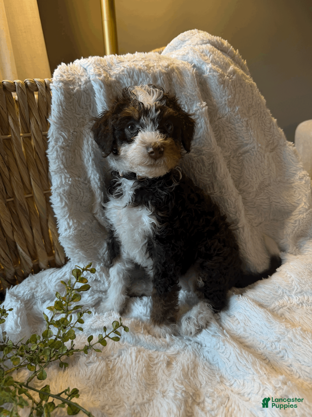 Mini Bernedoodle dogs for sale: Ella - Ad 2